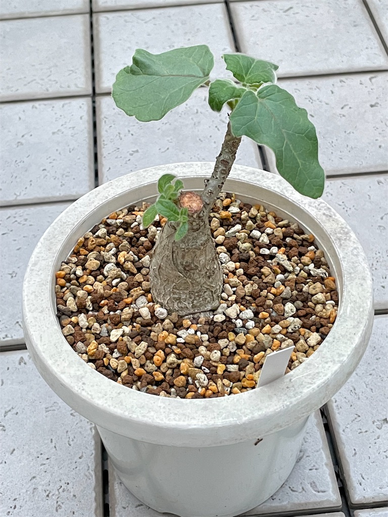 ウンカリーナルーズリアナの挿し木と植替え - もらとりあむ