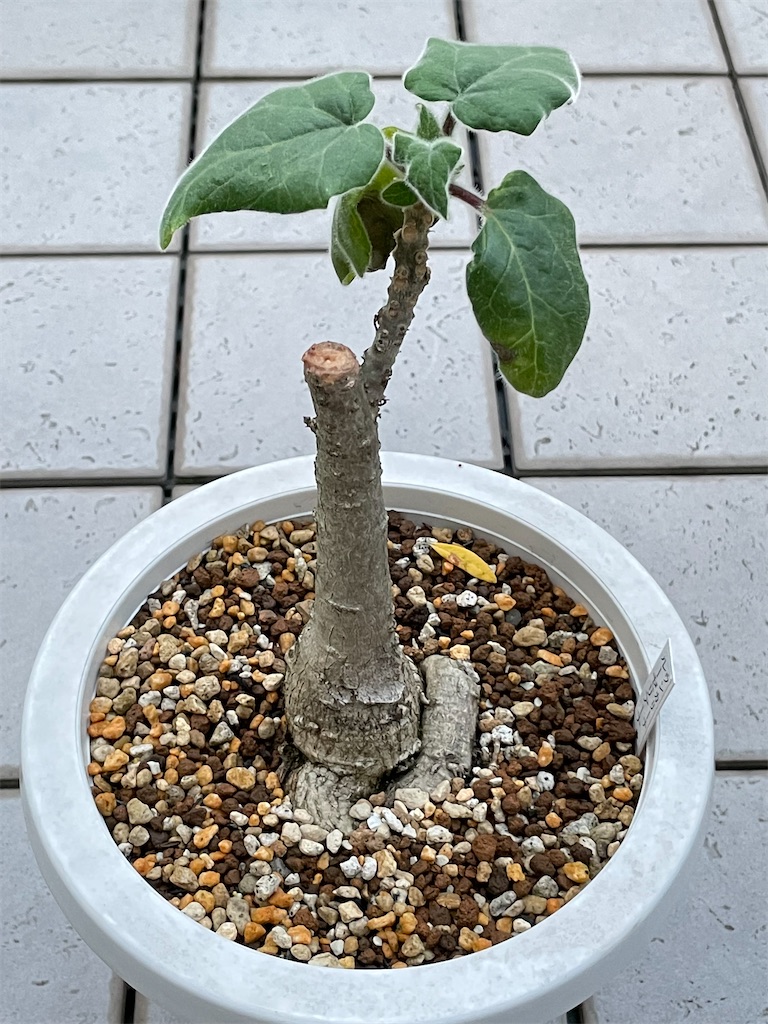 ウンカリーナルーズリアナの挿し木と植替え - もらとりあむ