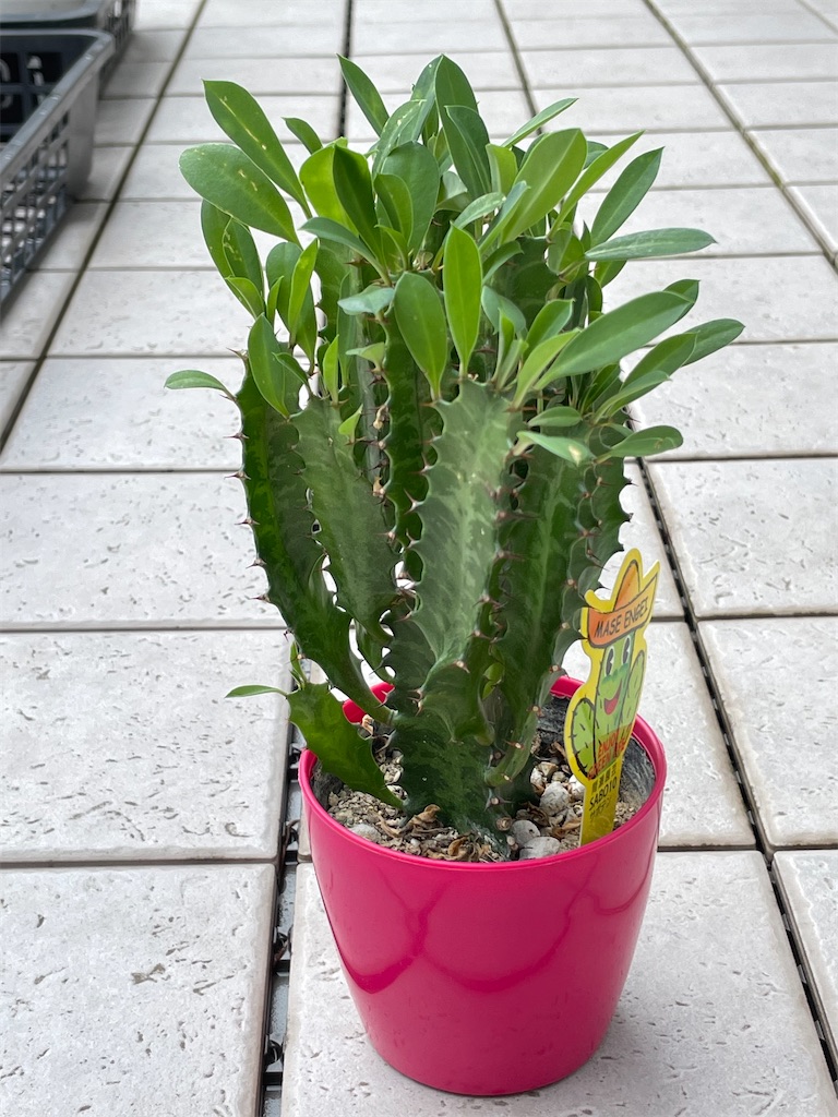 彩雲閣の購入と植替え - もらとりあむ