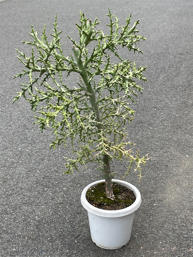 ユーフォルビアステノクラータの植替え - もらとりあむ