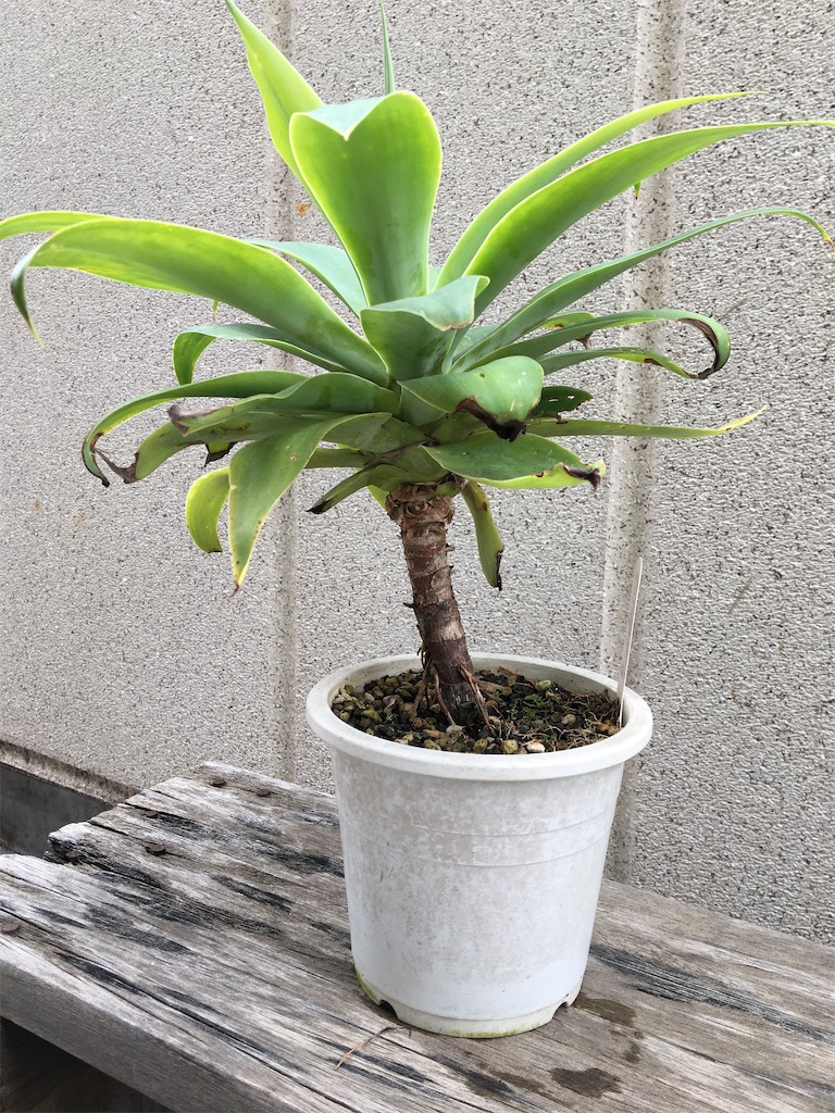 アガベアテナータの植替え - もらとりあむ