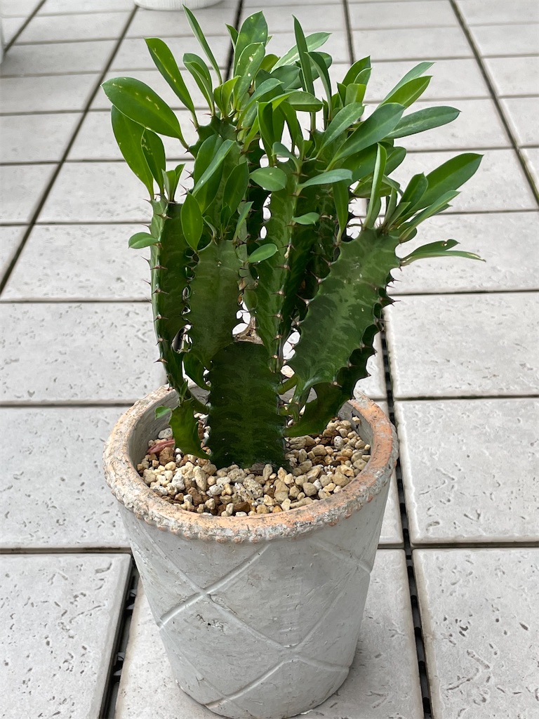 彩雲閣の購入と植替え - もらとりあむ