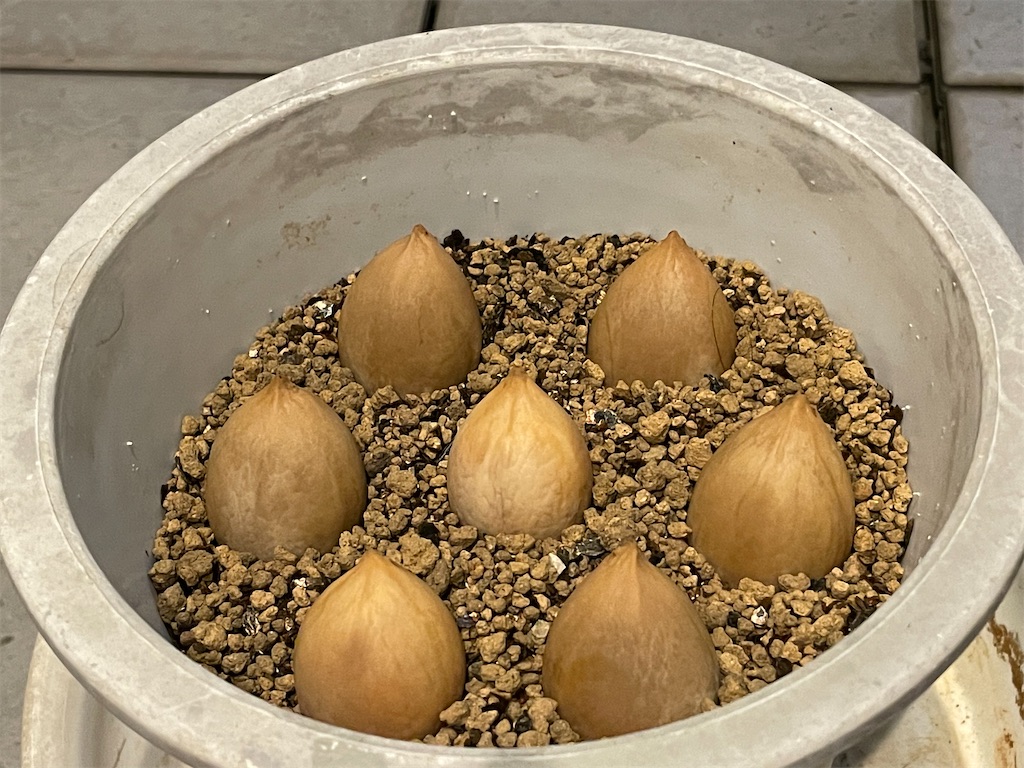 【レアソテツ】種子1粒　色々 レアソテツ】種子1粒 色々 2025年最新】ソテツ 種子の人気アイテム