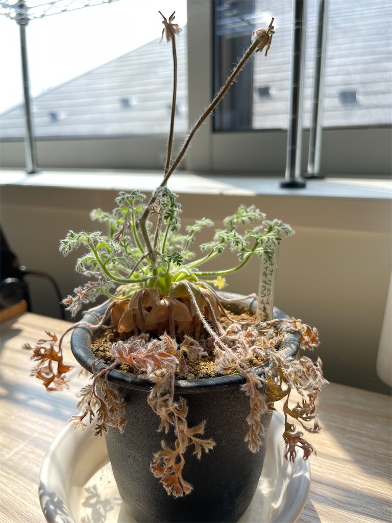 アッペンディクラーツムの植え替え - もらとりあむ