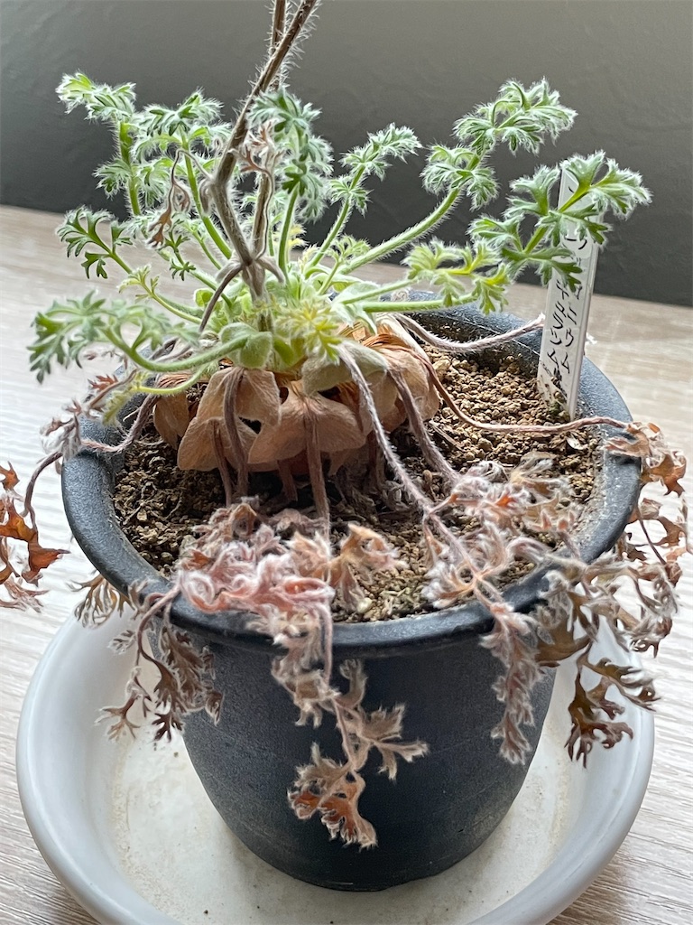 アッペンディクラーツムの植え替え - もらとりあむ