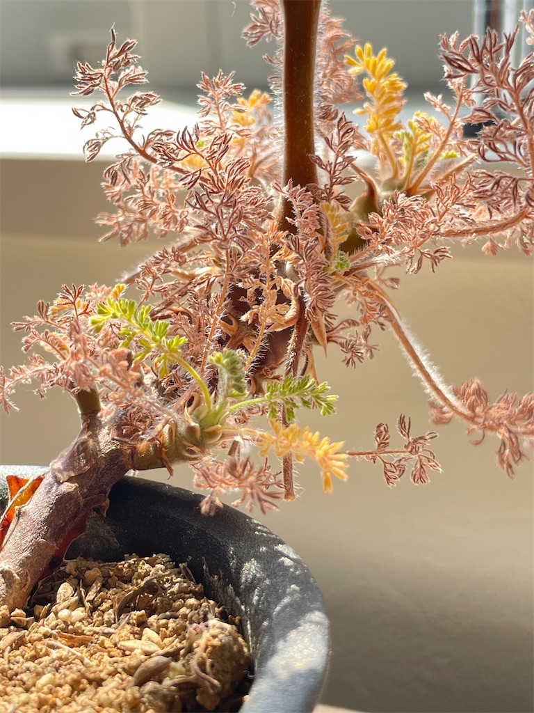 オレオフィルムの植え替え - もらとりあむ