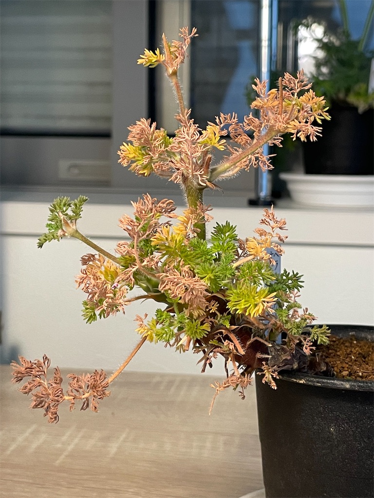 オレオフィルムの植え替え - もらとりあむ