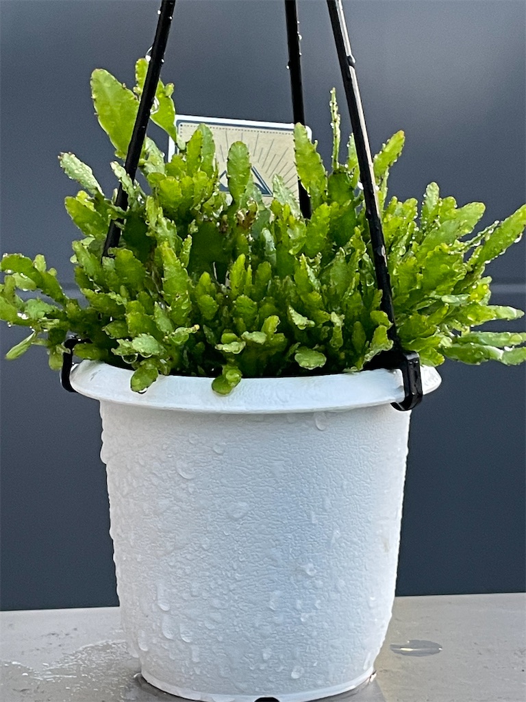 リプサリスの購入 - もらとりあむ