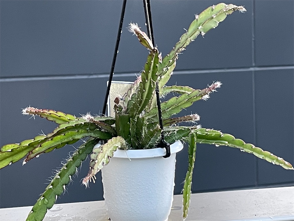 リプサリスの購入 - もらとりあむ