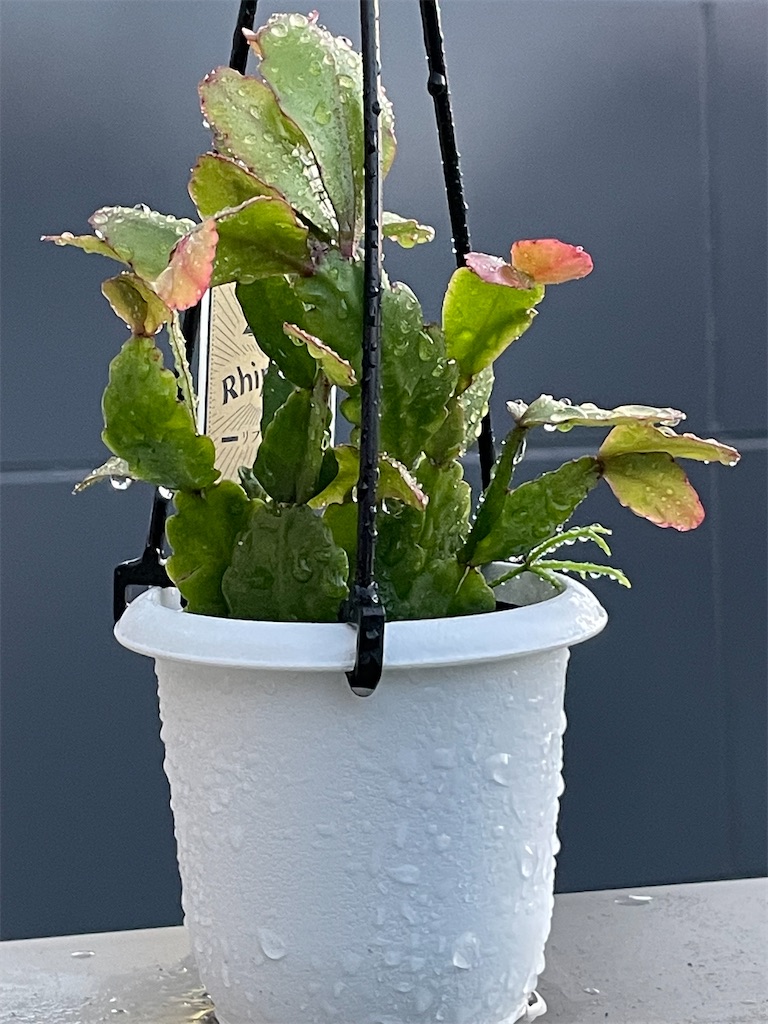 リプサリスの購入 - もらとりあむ