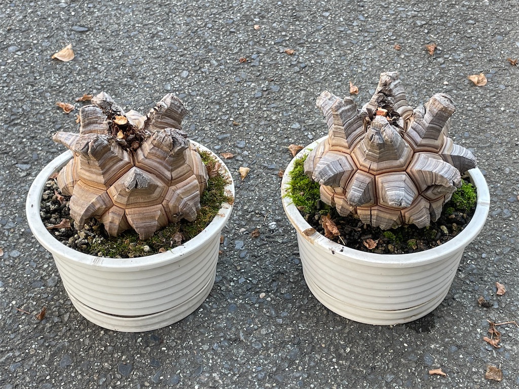 アフリカ亀甲竜の植替え - もらとりあむ