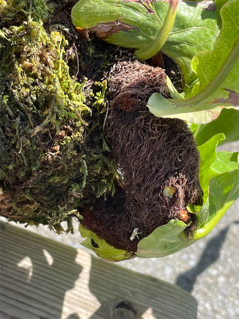 アグラオモルファコロンナスの購入と植替え - もらとりあむ