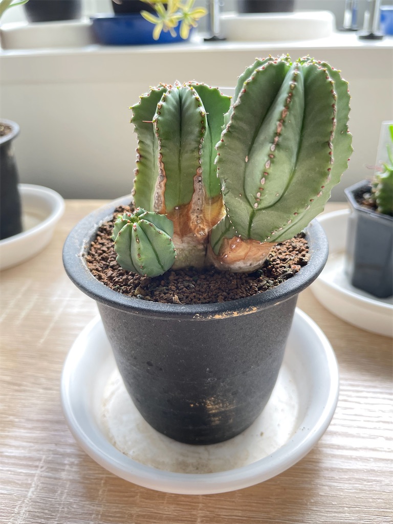 フルティコーサの購入と植え替えと花 - もらとりあむ