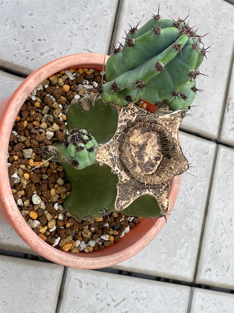 サボテン鬼面角のブランチ購入 - もらとりあむ