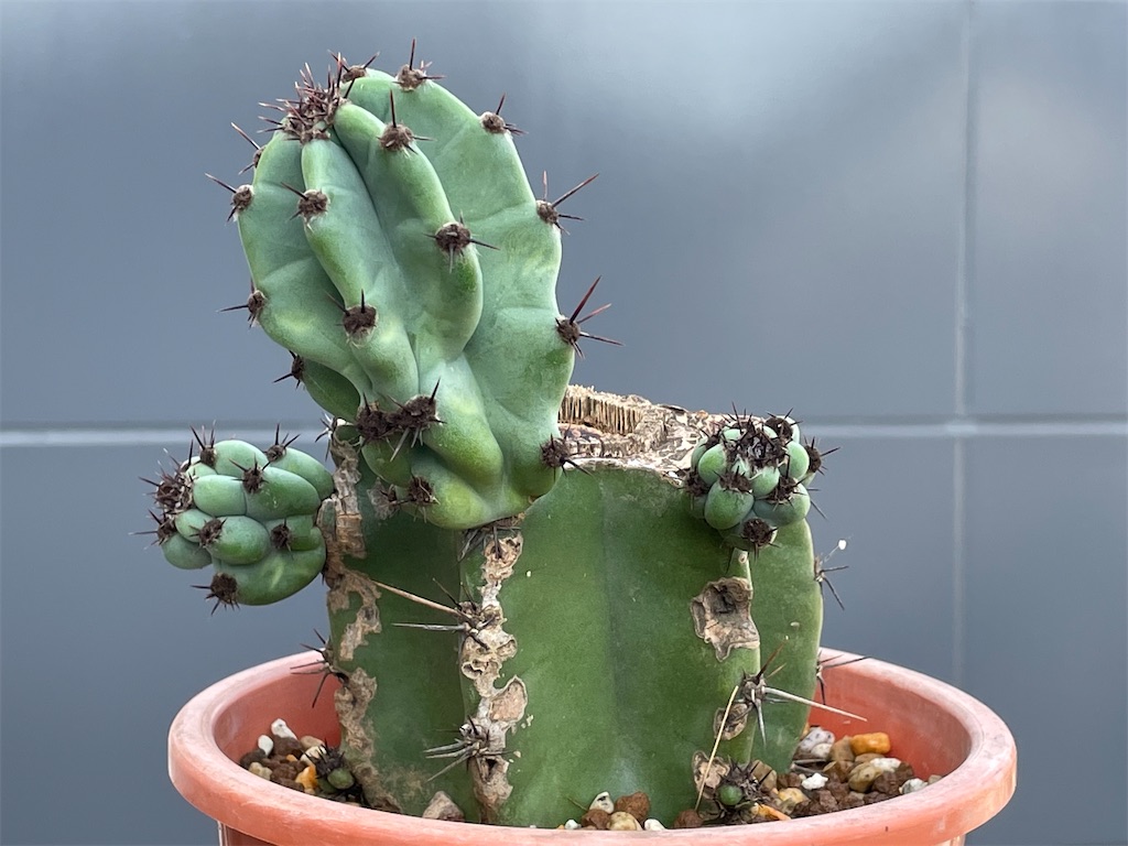 サボテン鬼面角のブランチ購入 - もらとりあむ