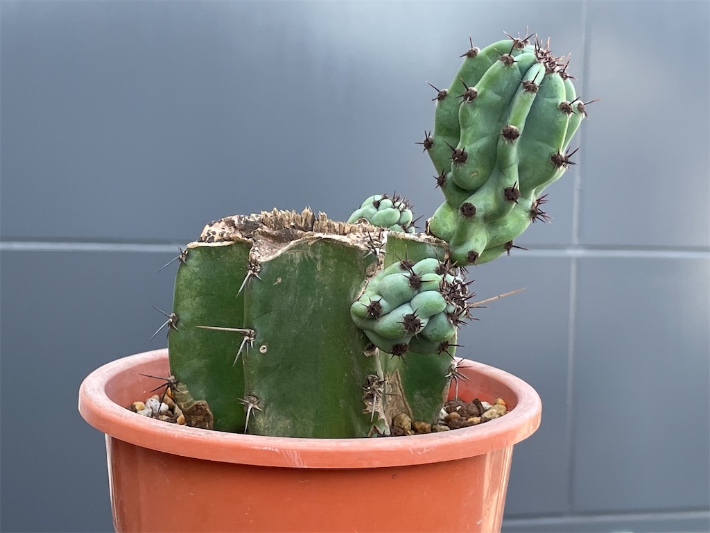 売り切りオークション　柱サボテン 鬼面角　11頭発根　サボテンブランチ　メキシコ 売り切りオークション 柱サボテン 鬼面角 11頭発根 サボテンブランチ