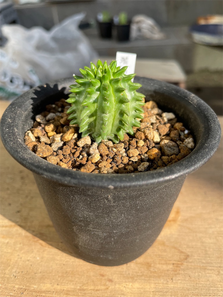 瑠璃光の購入と植替え - もらとりあむ