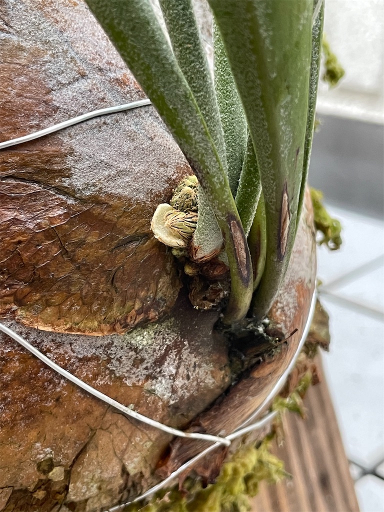 ビフルカツム 大株 観葉植物 ビカクシダ 大型 の人気商品一覧 安い商品