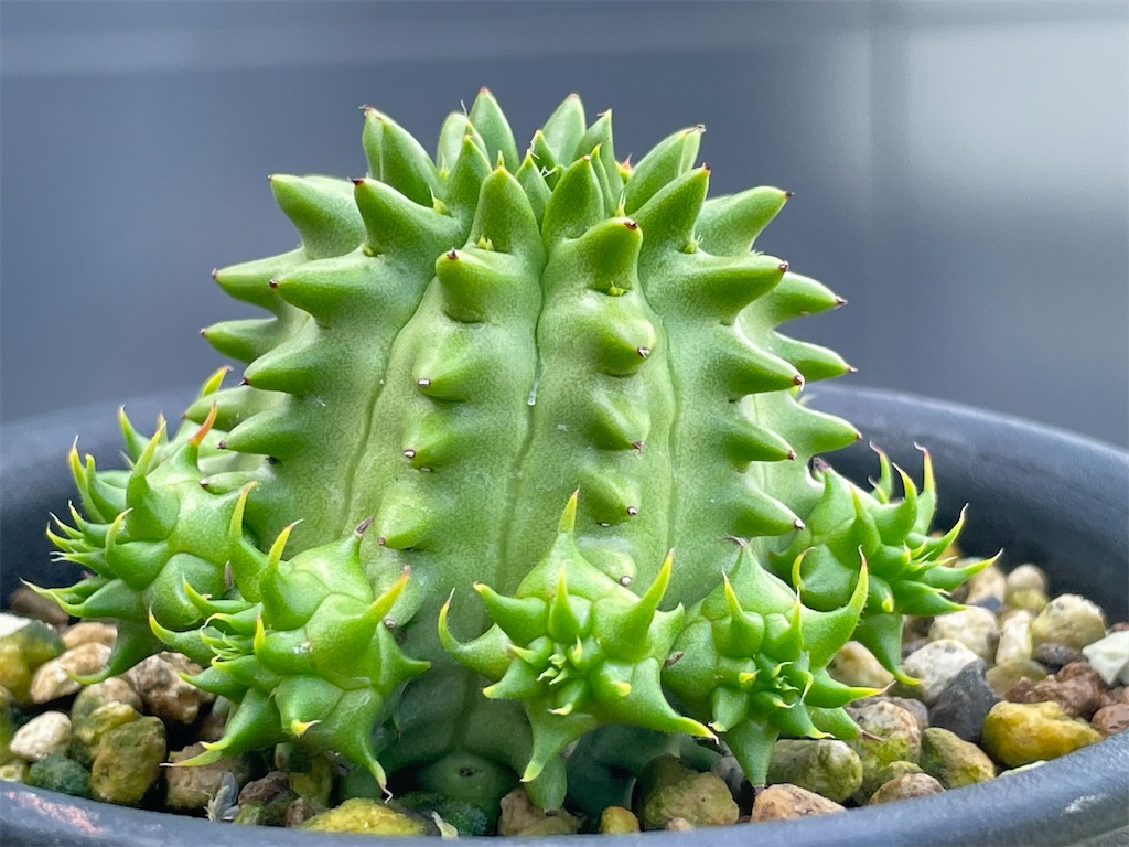 瑠璃光の購入と植替え - もらとりあむ