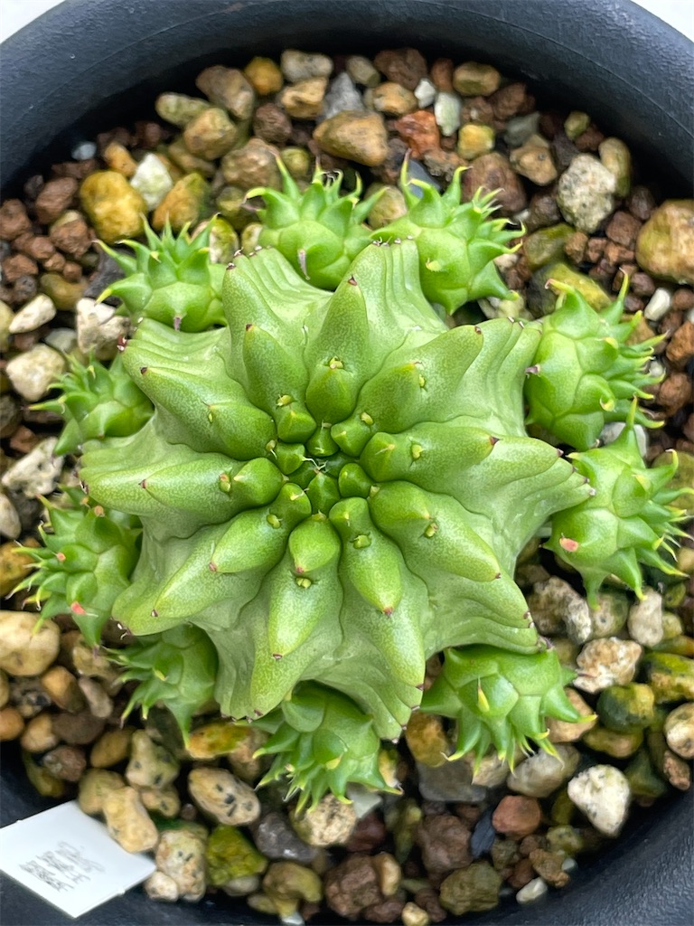 瑠璃光の購入と植替え - もらとりあむ