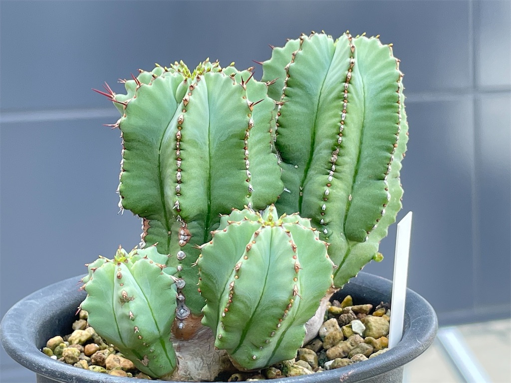 フルティコーサの購入と植え替えと花 - もらとりあむ