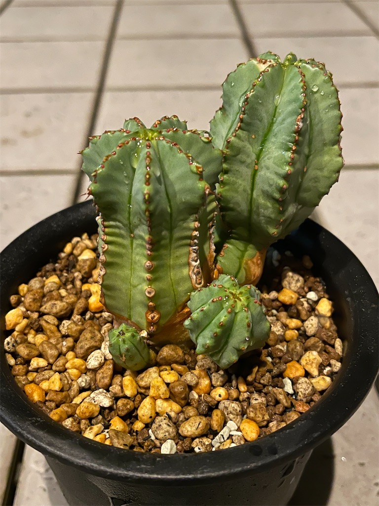 フルティコーサの購入と植え替えと花 - もらとりあむ