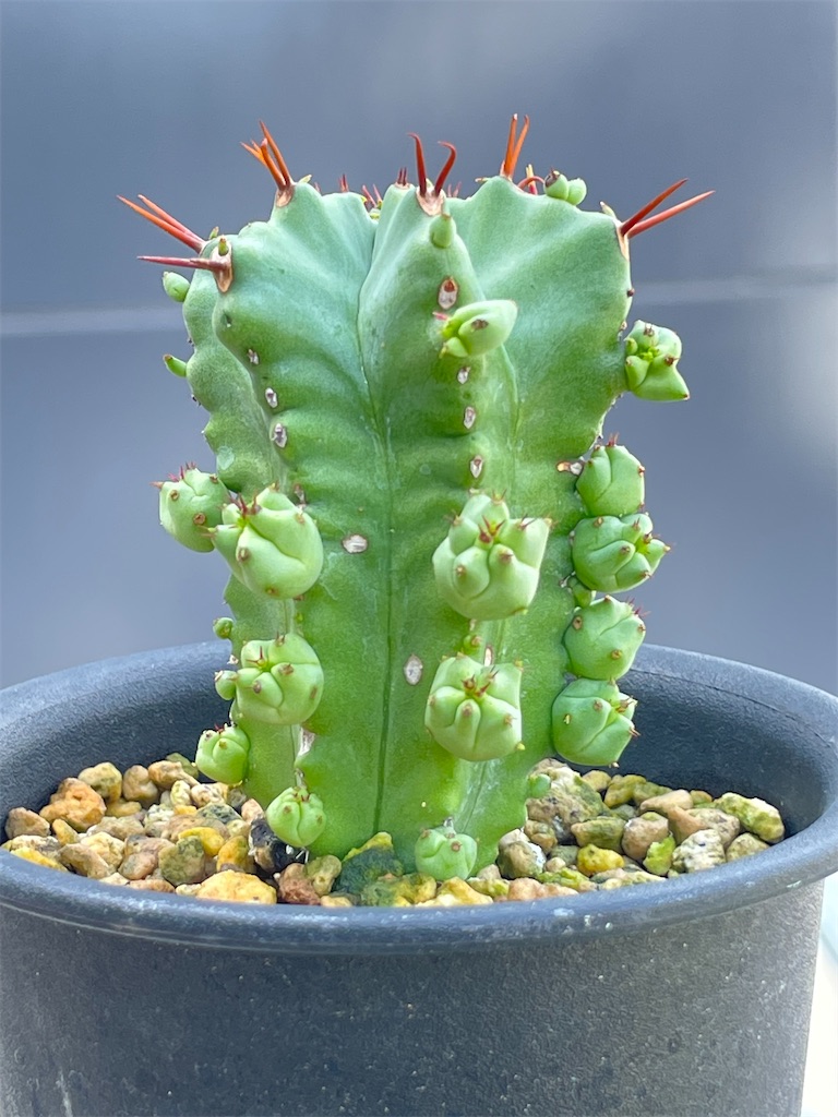 ユーフォルビア 斑入り ユーフォルビア・フルティコーサ BS026 フルティコーサ? plants M's - '美星玉' G-01 サボテン