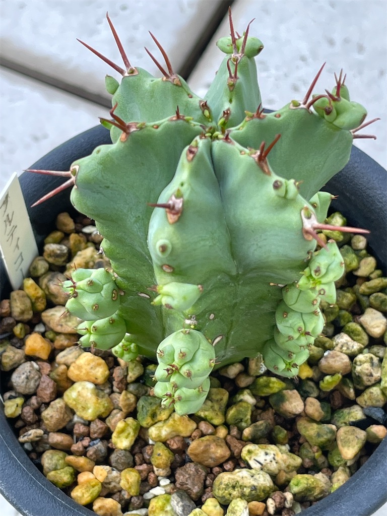 ユーフォルビアフルチコーサの購入と植替え - もらとりあむ