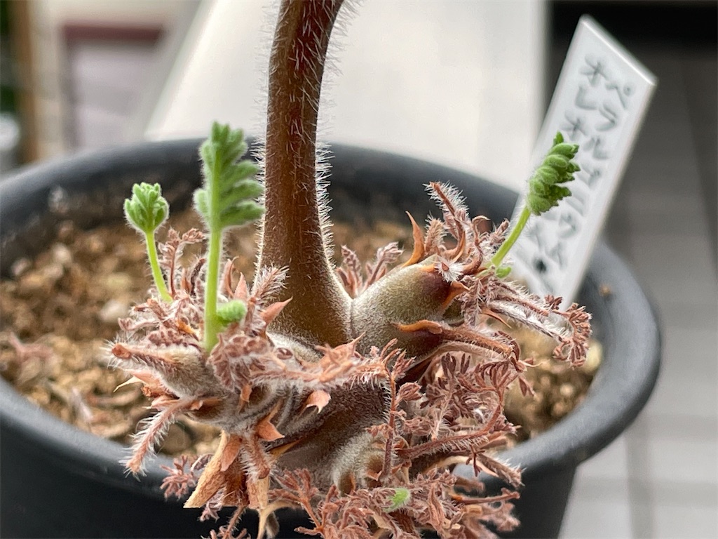 オレオフィルムの植え替え - もらとりあむ