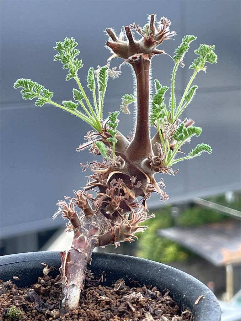 オレオフィルムの植え替え - もらとりあむ