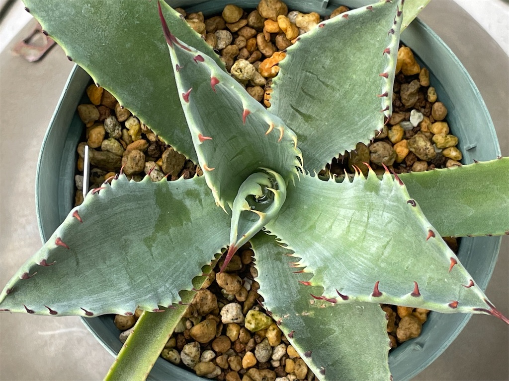 テマカプリネンシスの購入と植替え - もらとりあむ