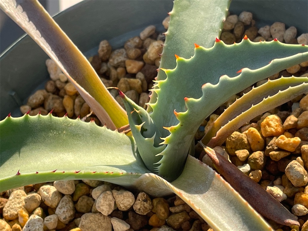 テマカプリネンシスの購入と植替え - もらとりあむ