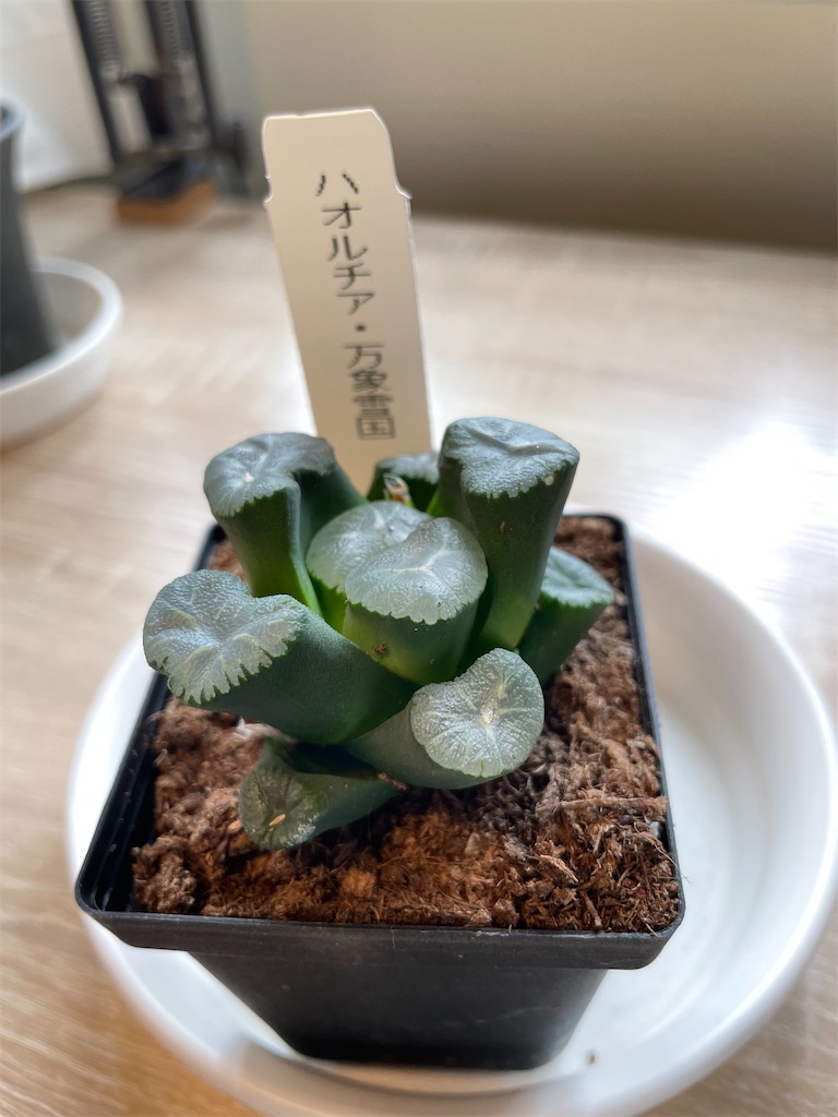 ハオルチア 雪国実生万象錦 1 多肉植物 ハオルチア 万象錦極上斑 多肉植物 ハオルチア 実生万象錦
