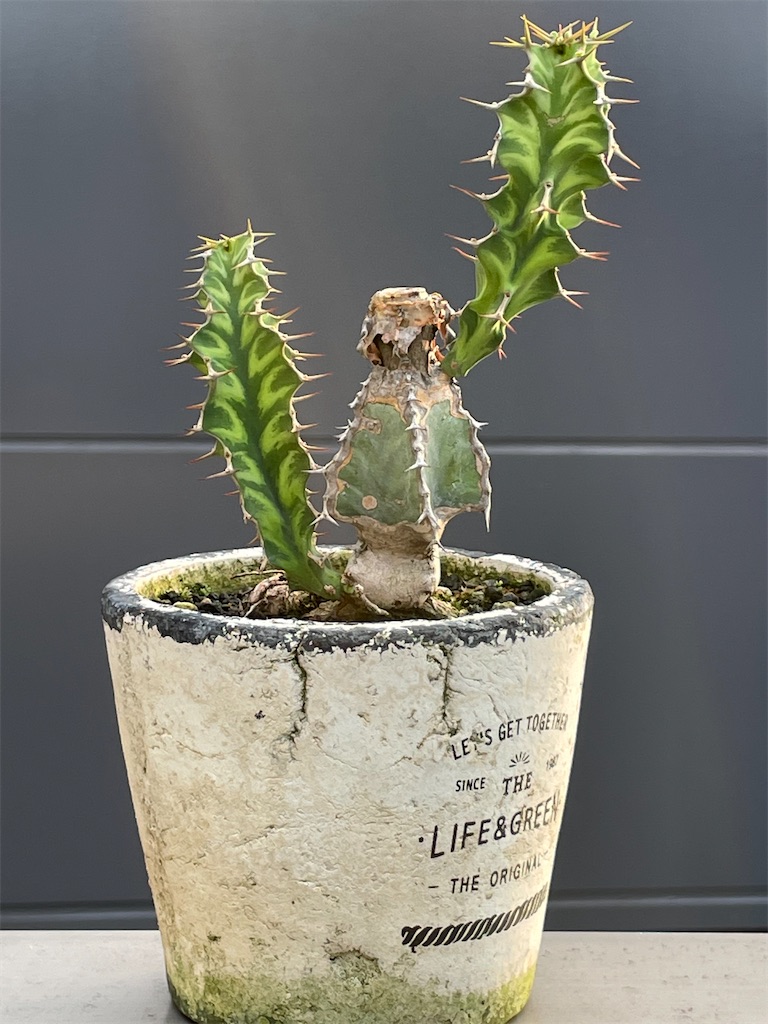 ユーフォルビア 米粒麒麟 群生 ユーフォルビア・カナリエンシス（墨