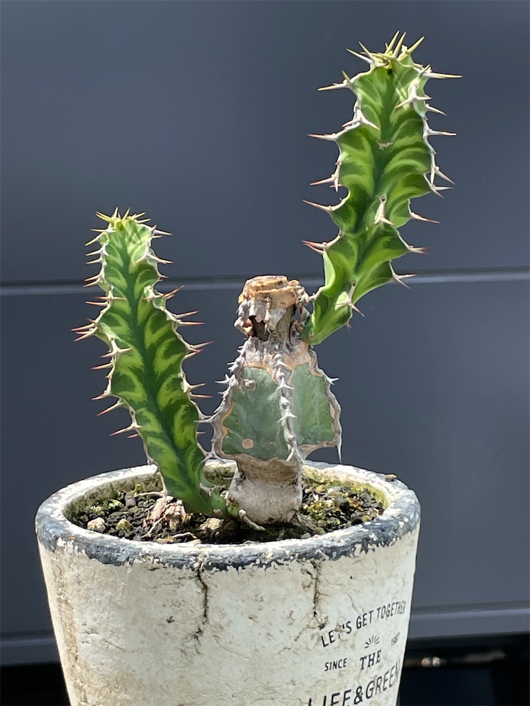 ユーフォルビアアマックの胴切り株植え替え - もらとりあむ