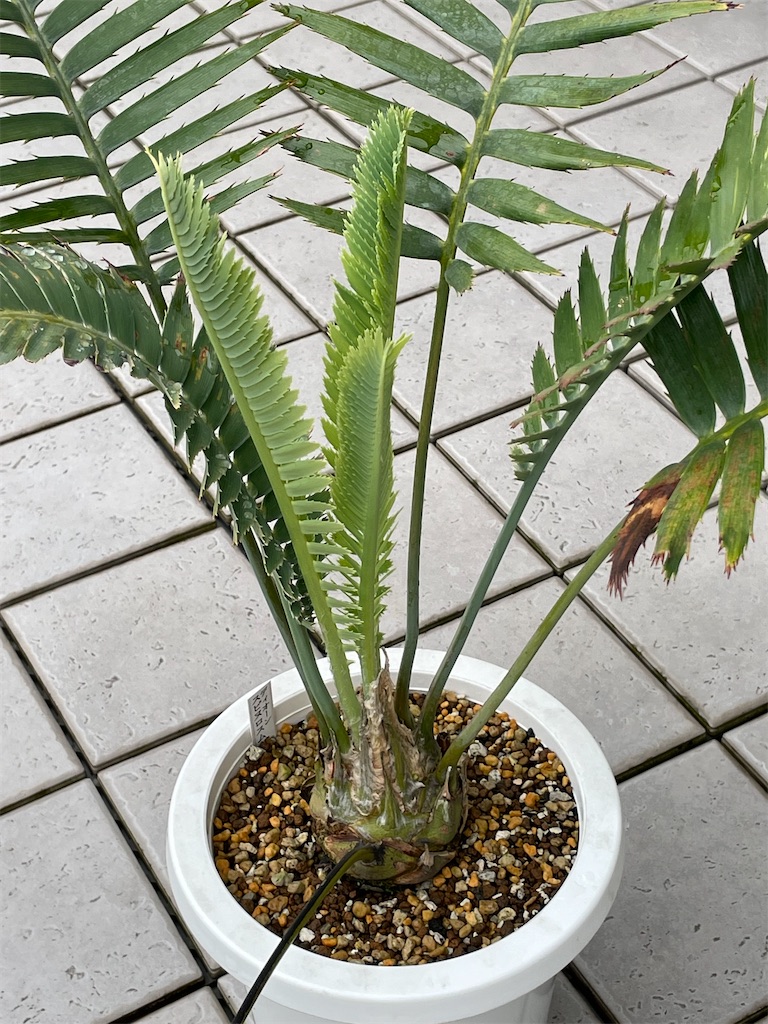 約75cm ディオーンスピヌロスム ソテツ