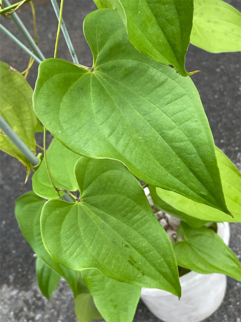 メキシコ亀甲竜の植え替え - もらとりあむ