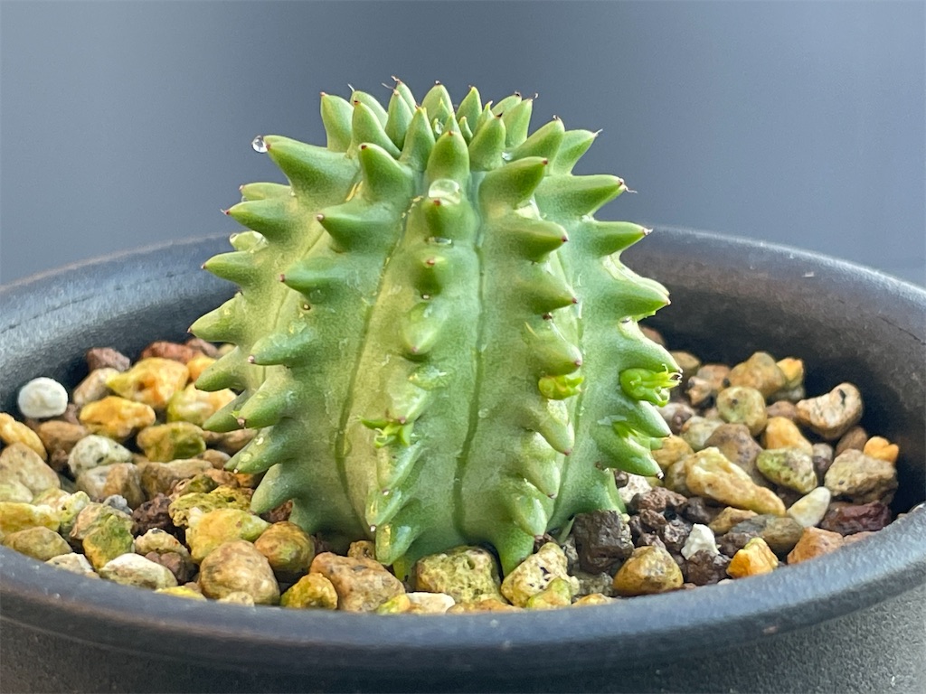 瑠璃光の購入と植替え - もらとりあむ