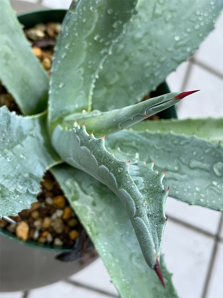 テマカプリネンシスの購入と植替え - もらとりあむ