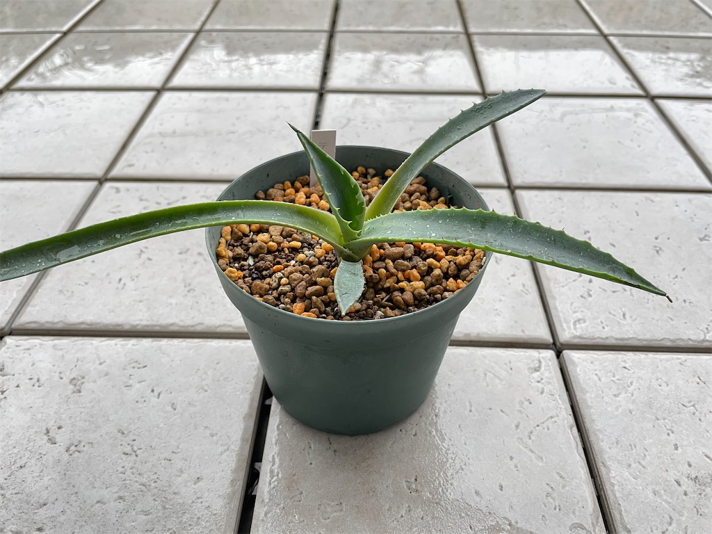 テマカプリネンシスの購入と植替え - もらとりあむ