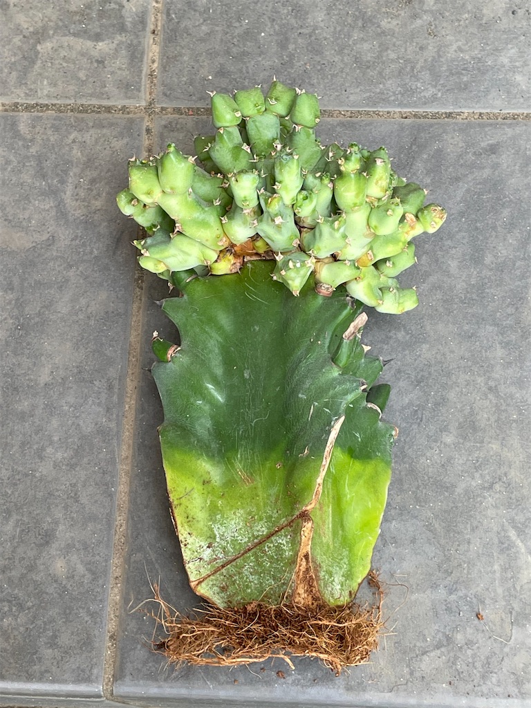 ユーフォルビアクリビコラの購入と植え替え - もらとりあむ