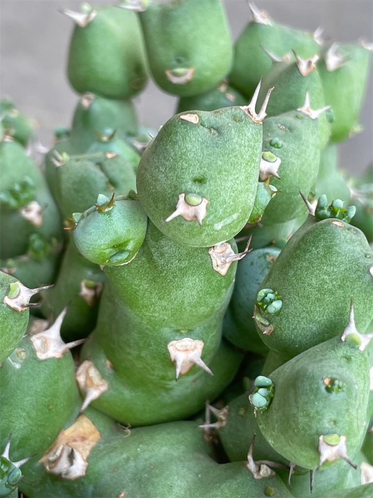 ユーフォルビアクリビコラの購入と植え替え - もらとりあむ