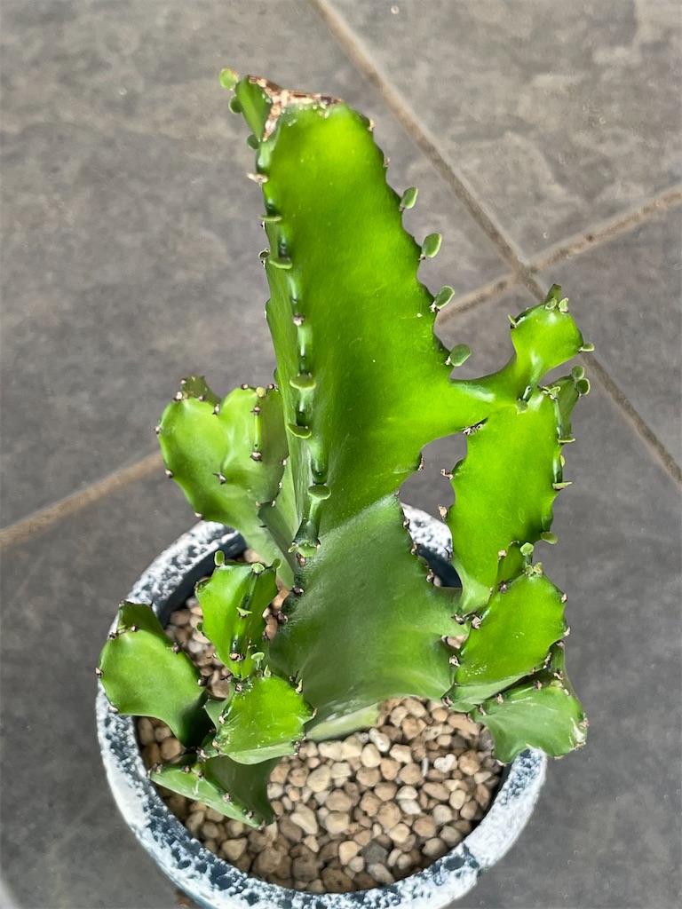 よしにゃあ　スピラリス　柱サボテン　アガベ　ユーフォルビア isla del pescado - Euphorbia mammillaris-鱗宝