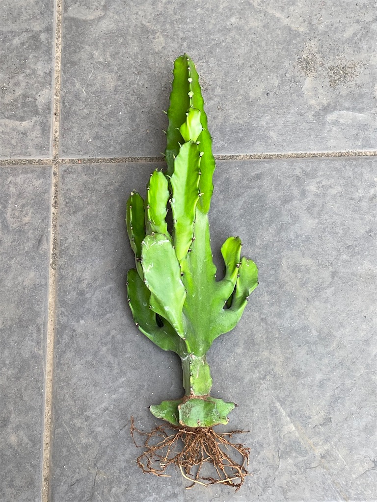 ユーフォルビア 巒岳　アビシニカ　超大株　珍品 ユーフォルビアアビシニカの購入と植え替え - もらとりあむ