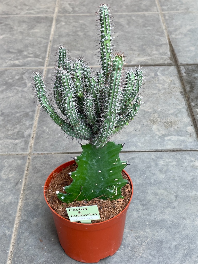 ユーフォルビアバイオエンシスの購入と植え替え - もらとりあむ