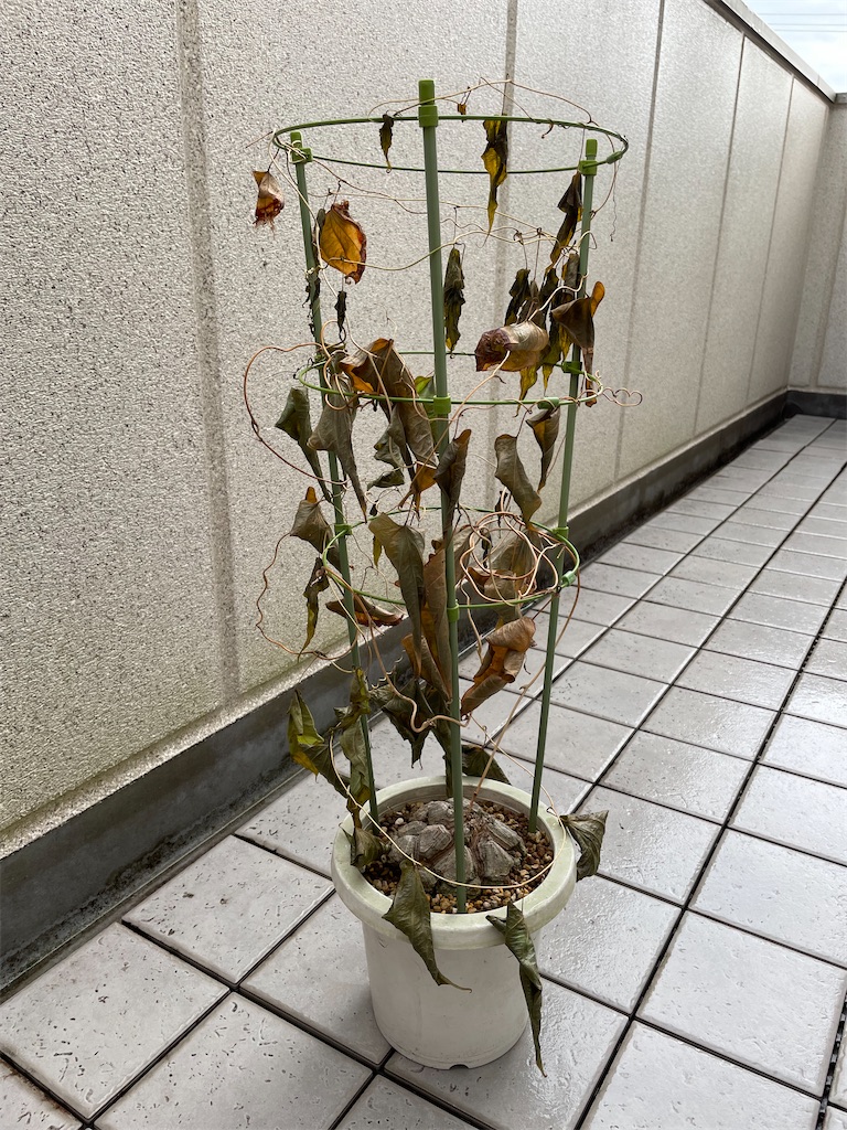 メキシコ亀甲竜の植え替え - もらとりあむ