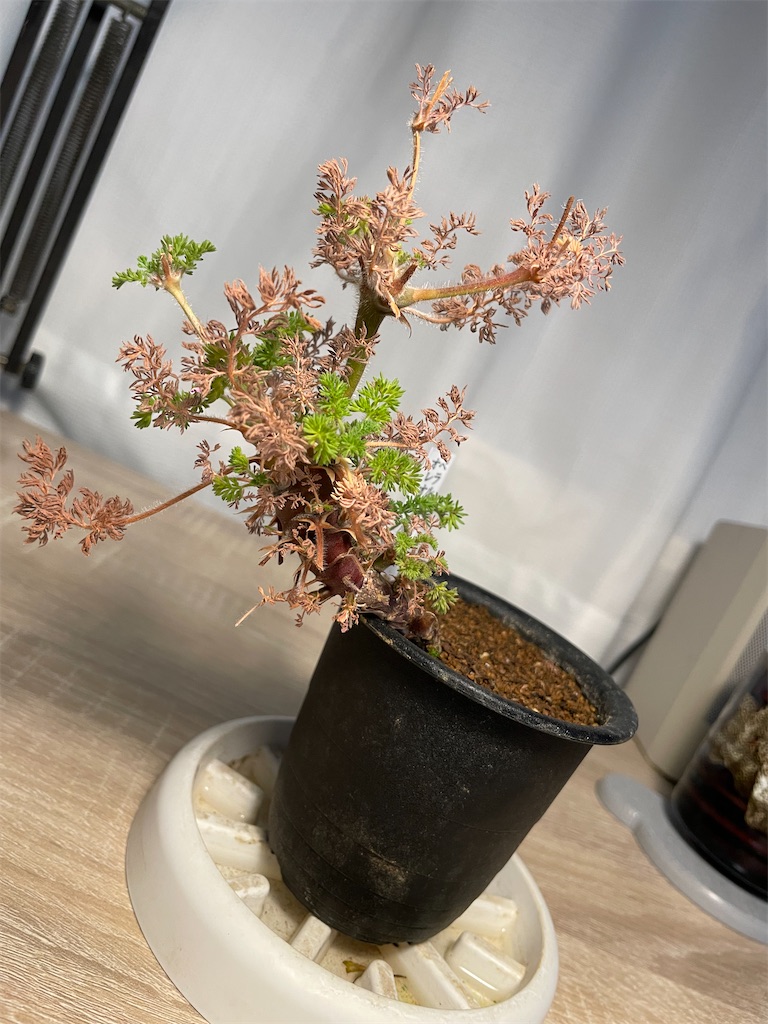オレオフィルムの植え替え - もらとりあむ