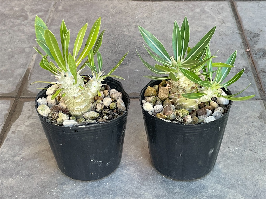 パキポディウムホロンベンセ 【公式通販】