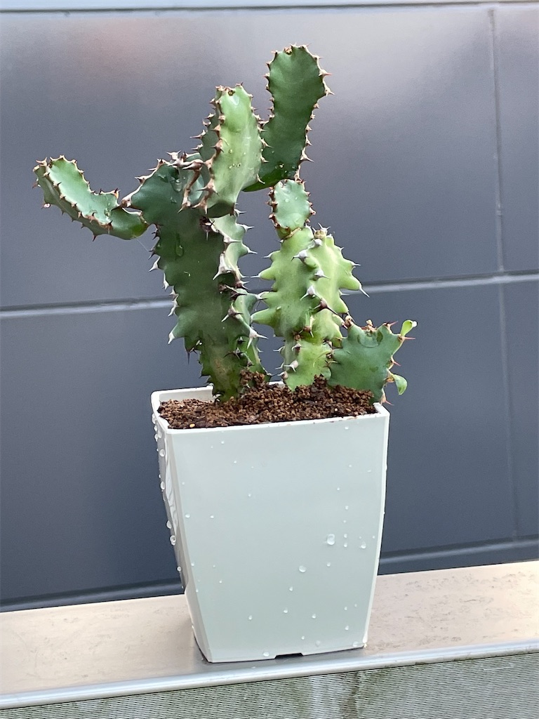 ユーフォルビアグランディコルニスの購入 - もらとりあむ