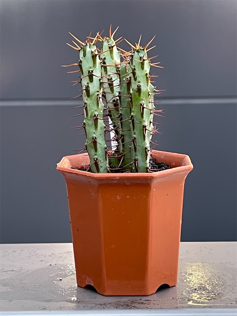 ユーフォルビアをいくつか購入 - もらとりあむ